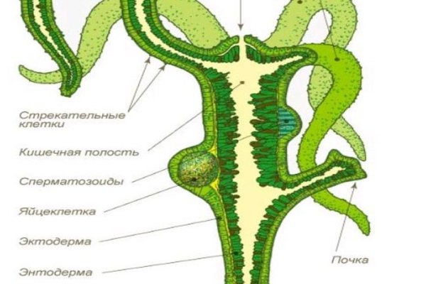 Kraken зеркало даркнет