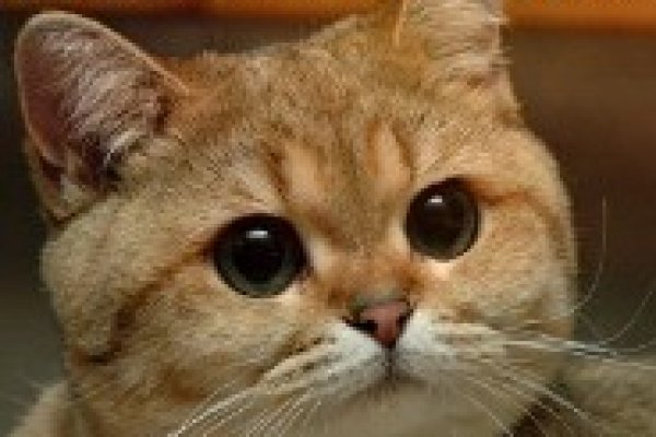 Пользователь не найден кракен что делать